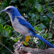 Florida Scrub-Jay